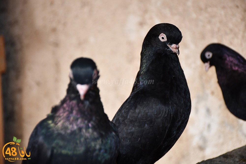 zohdi 3ashoor (24).jpeg